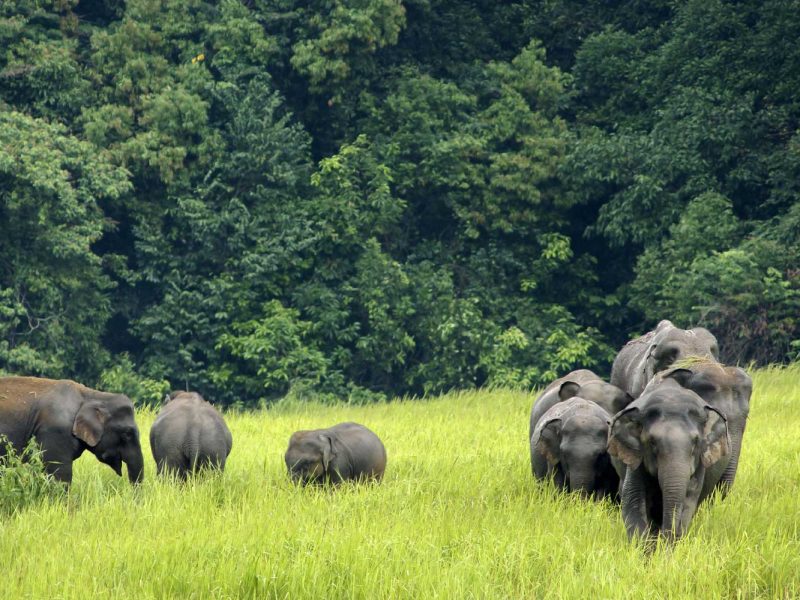 Khao Yai National Park, Thailand elephant